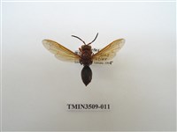 藏品(赭褐長腳蜂)的圖片